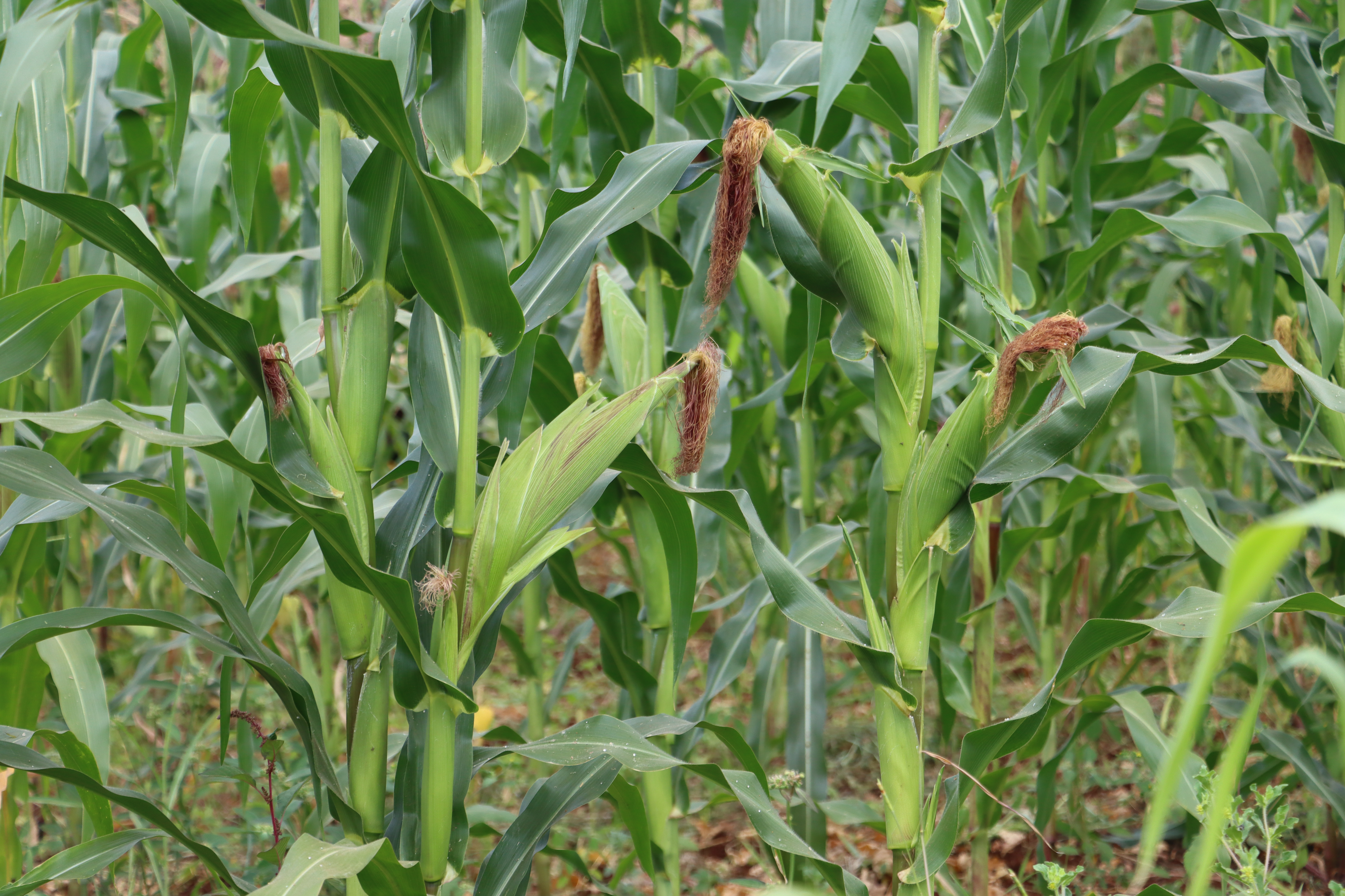 MANUEL DE CONCEPT 4B DE LA GESTION DES ELEMENTS NUTRITIFS